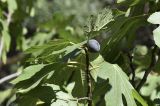 Ficus carica. Верхушка побега с сиконием. Испания, Каталония, пров. Жирона, комарка Ла-Гарроча, муниципалитет Салес-де-Льерка, скальный берег реки. 29.09.2019.