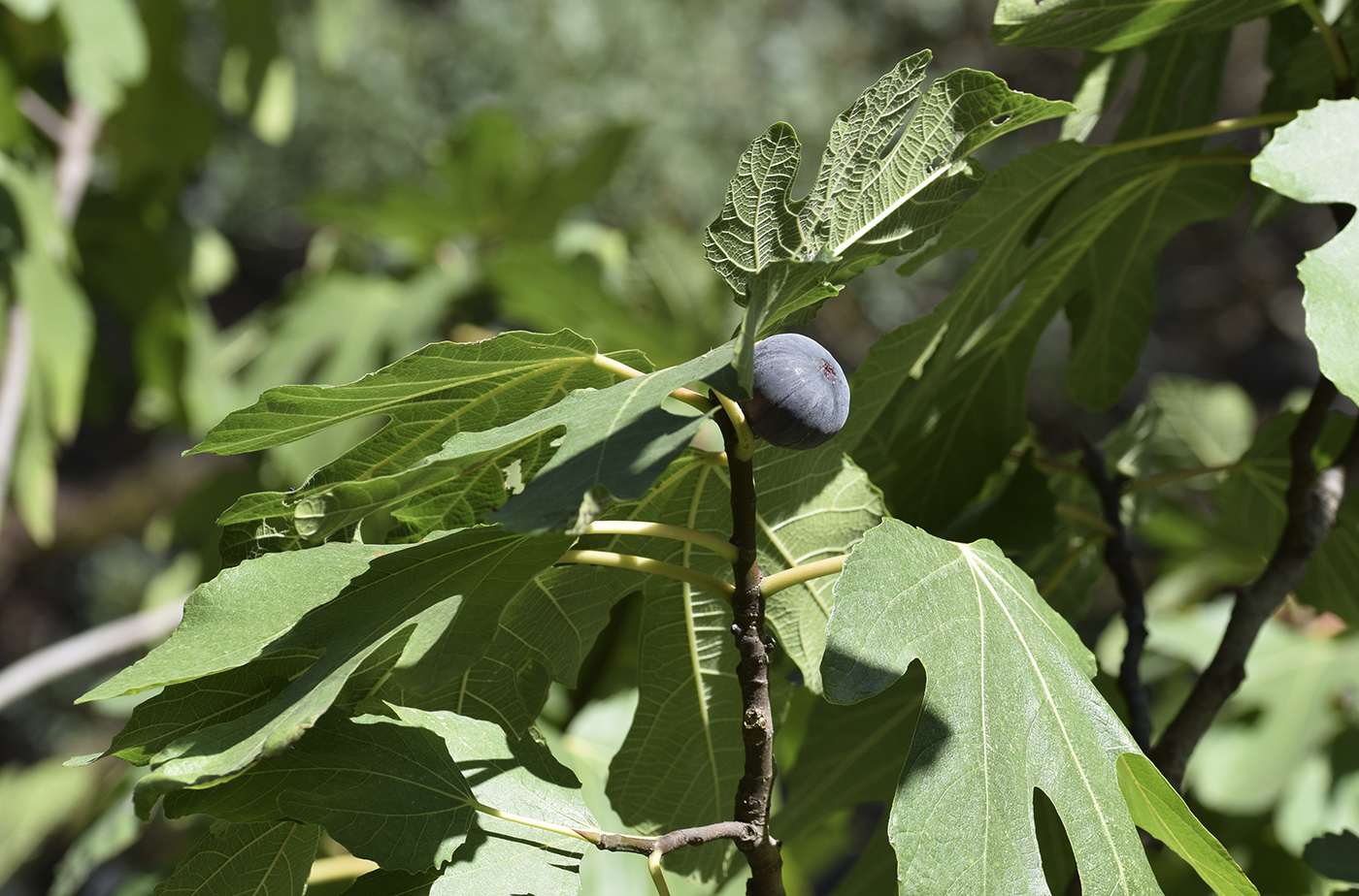 Image of Ficus carica specimen.