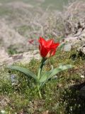 Tulipa affinis. Цветущее растение. Узбекистан, хребет Нуратау, Нуратинский заповедник, урочище Гурдара, на карнизе скалы, около 1000 м н.у.м. 10.04.2013.