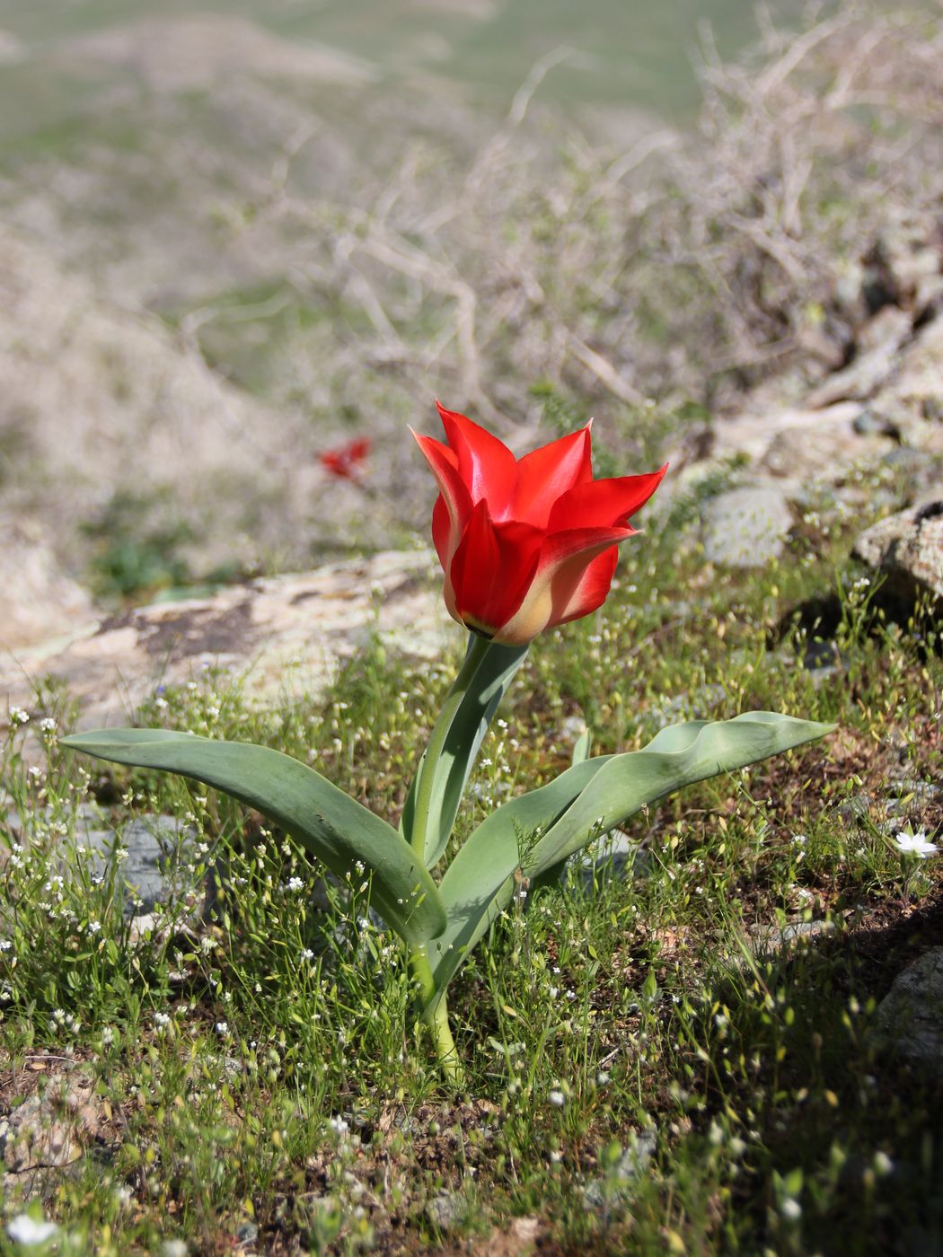Image of Tulipa affinis specimen.