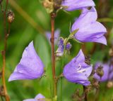 Campanula persicifolia