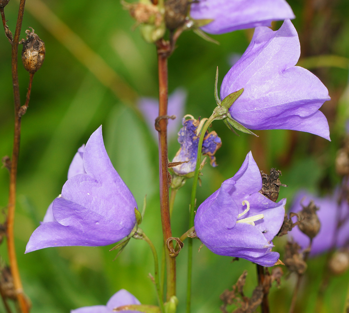 Image of Campanula persicifolia specimen.