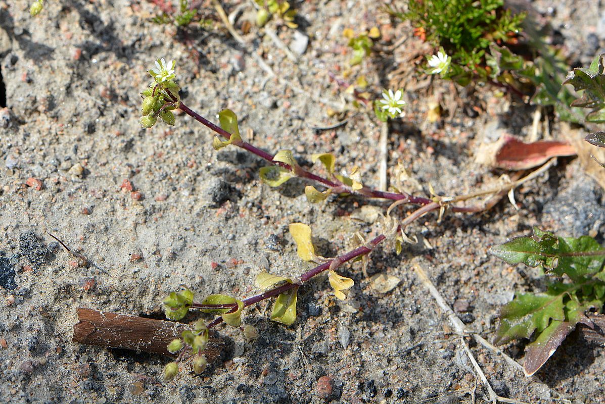 Image of Stellaria media specimen.