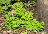 Corydalis buschii. Цветущее растение. Приморский край, окр. г. Владивосток, долинный ясеневый лес. 19.05.2020.