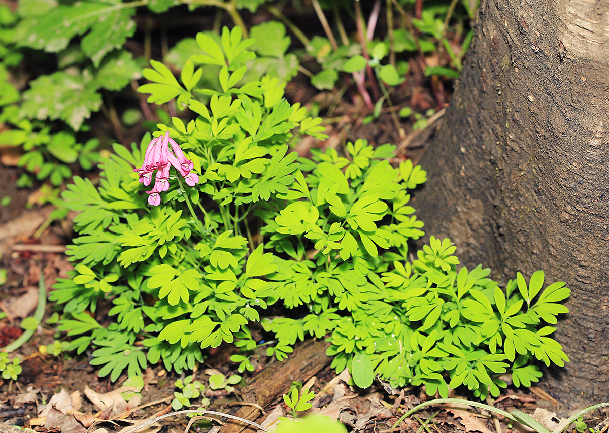 Image of Corydalis buschii specimen.