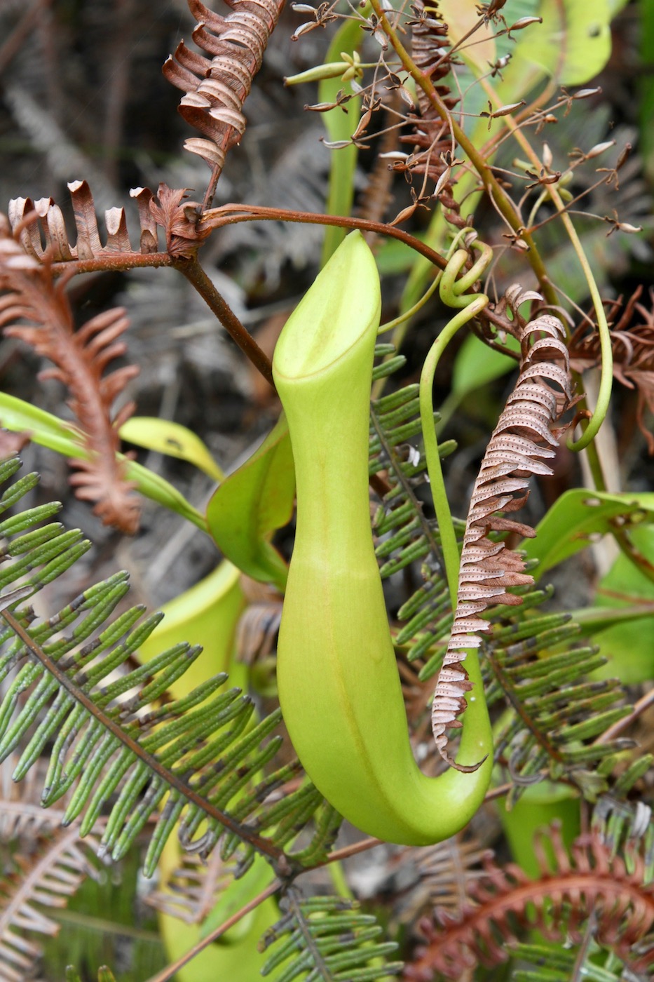 Изображение особи Nepenthes reinwardtiana.