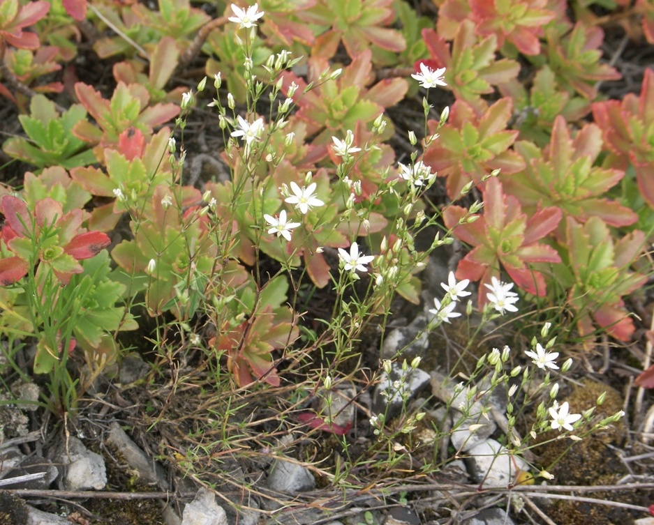 Image of Minuartia krascheninnikovii specimen.