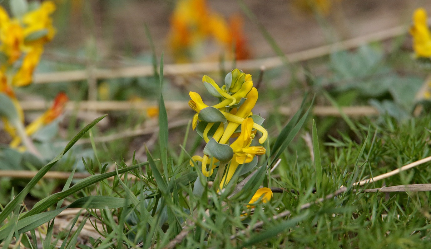 Изображение особи Corydalis sewerzowii.