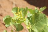 Atriplex moneta