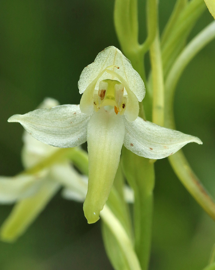 Изображение особи Platanthera bifolia.