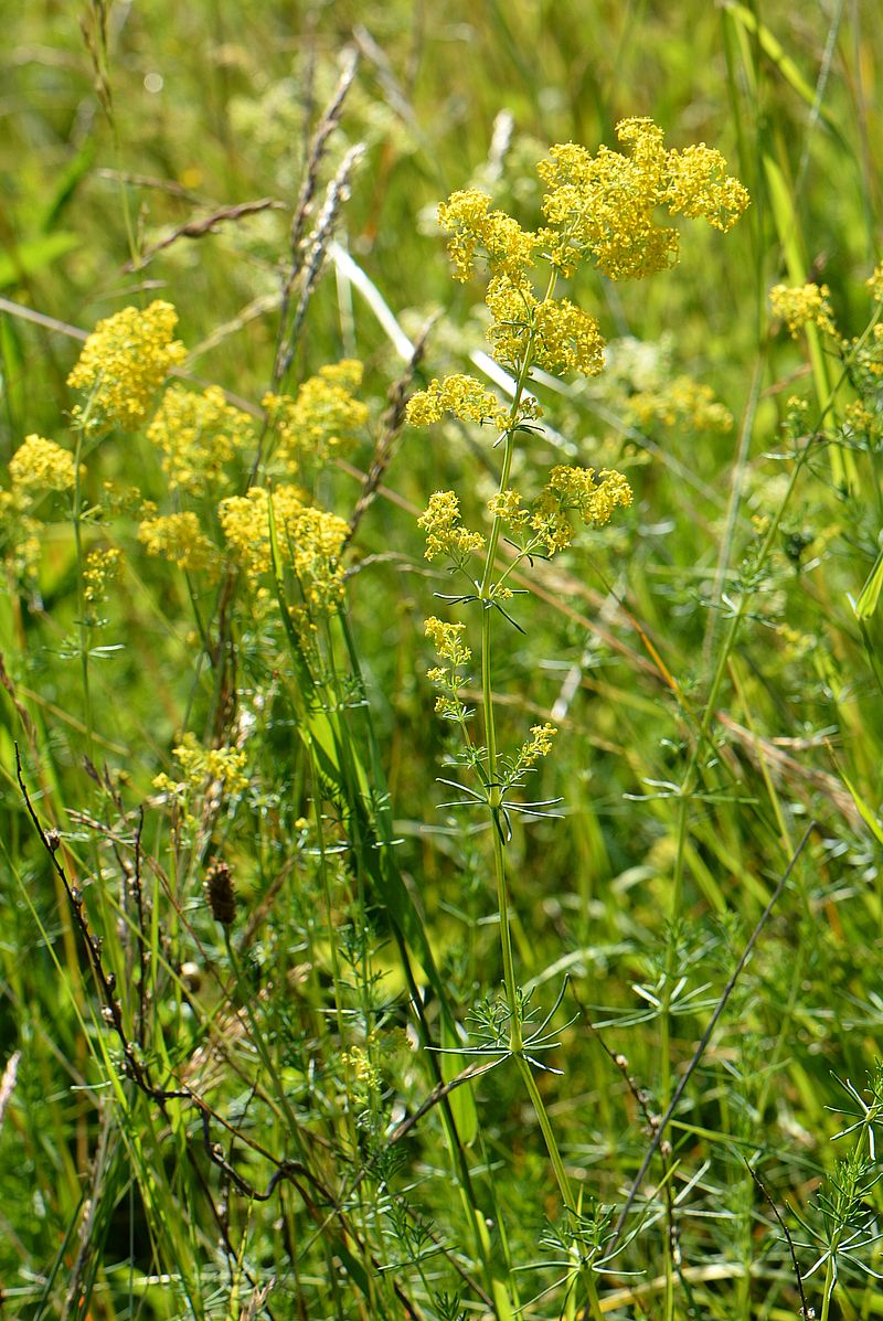 Изображение особи Galium verum.