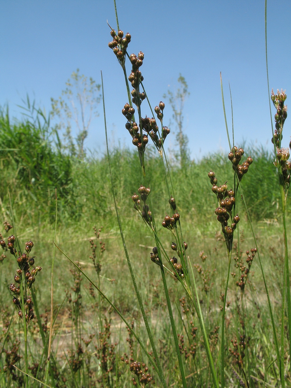 Image of Juncus compressus specimen.