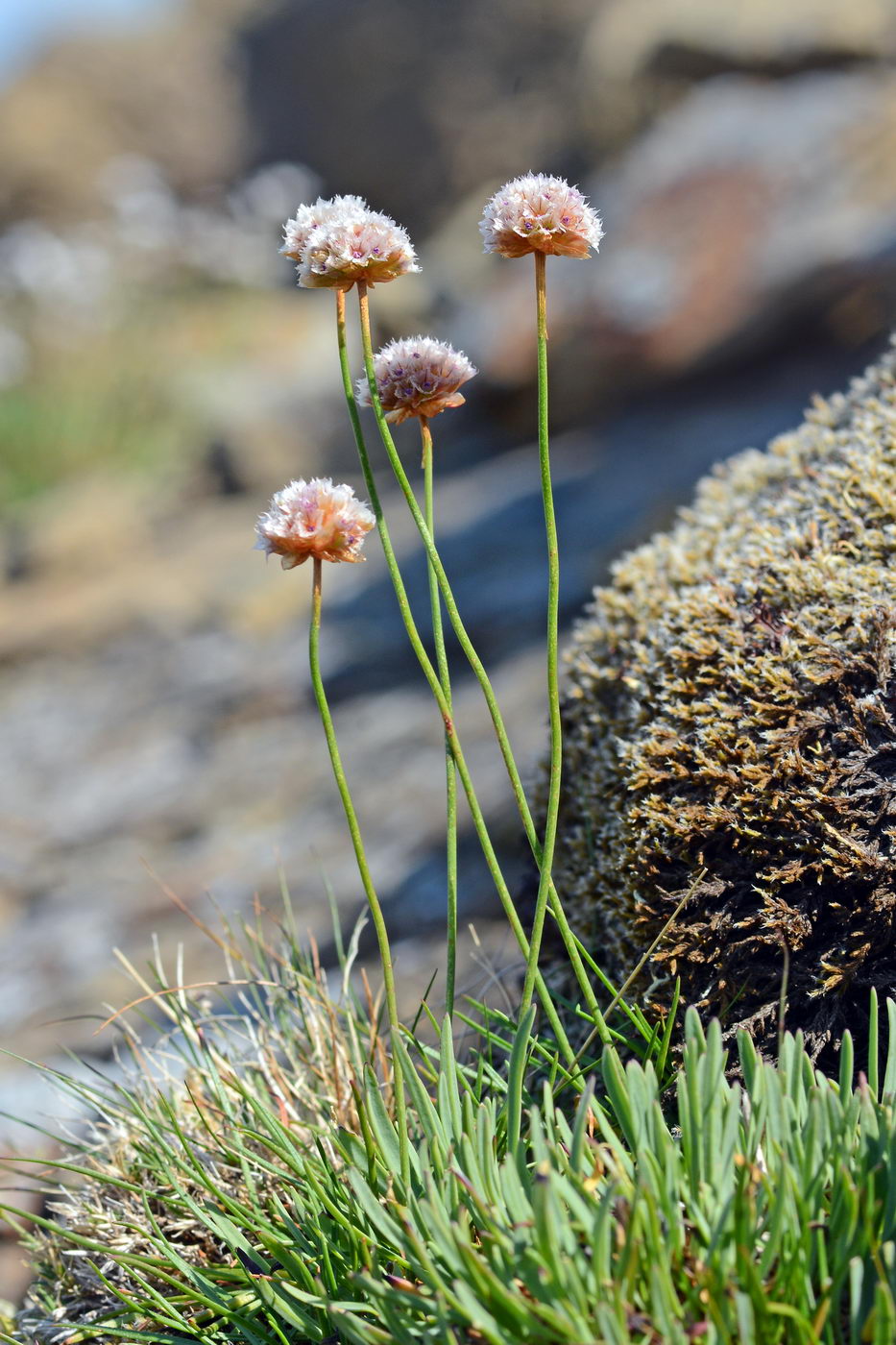 Изображение особи Armeria scabra.