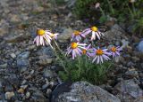 Chrysanthemum oreastrum