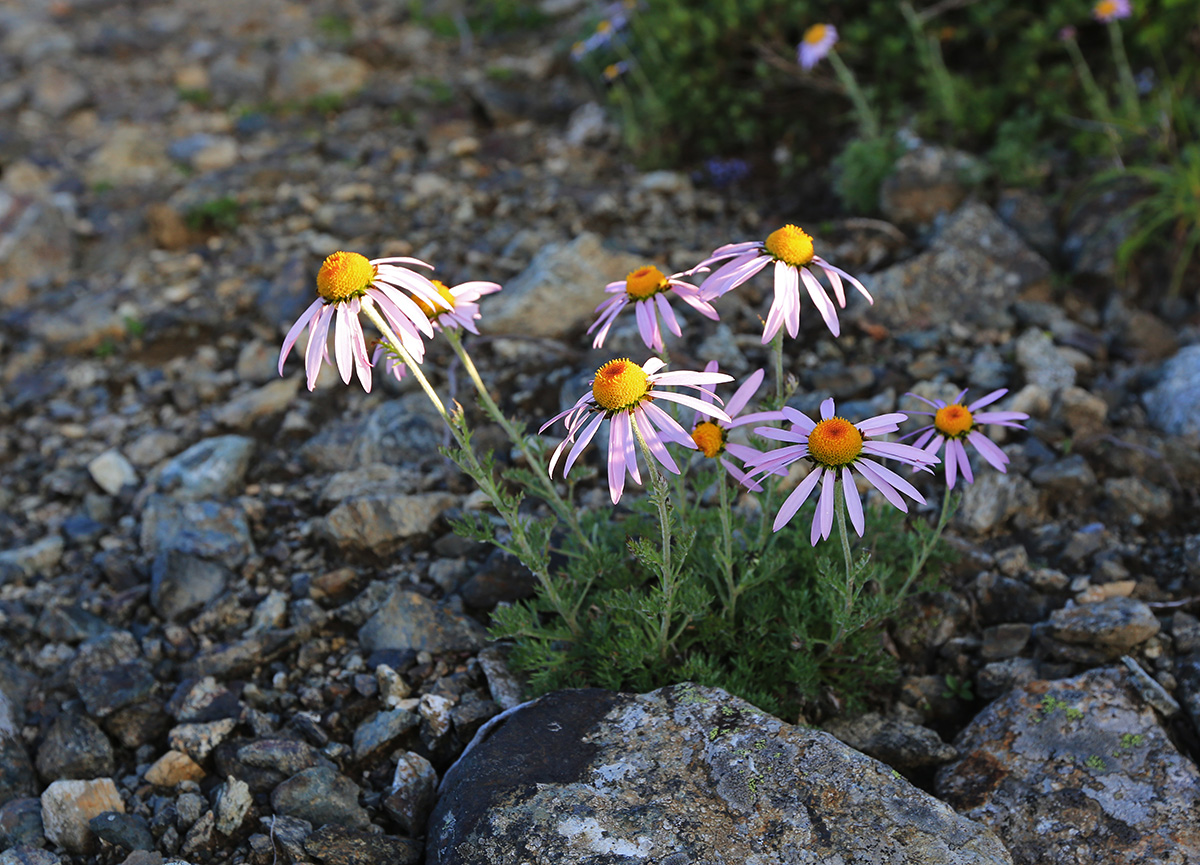 Image of Chrysanthemum oreastrum specimen.