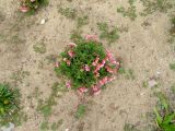род Pelargonium. Цветущее растение. Намибия, регион Erongo, г. Свакопмунд, цветник. 06.03.2020.
