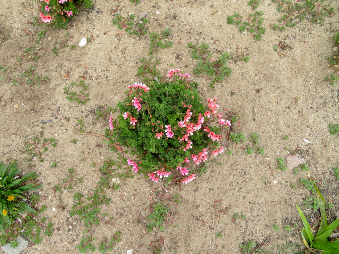 Изображение особи род Pelargonium.