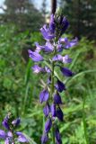 Polygala wolfgangiana