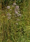 Valeriana officinalis