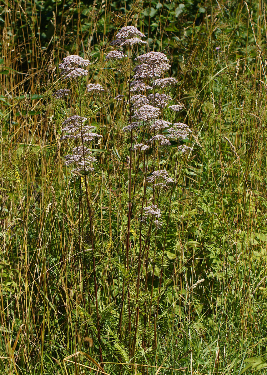 Изображение особи Valeriana officinalis.