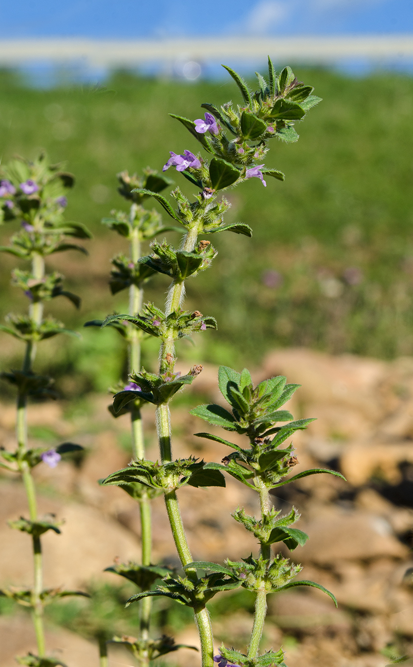 Изображение особи Ziziphora acinos.