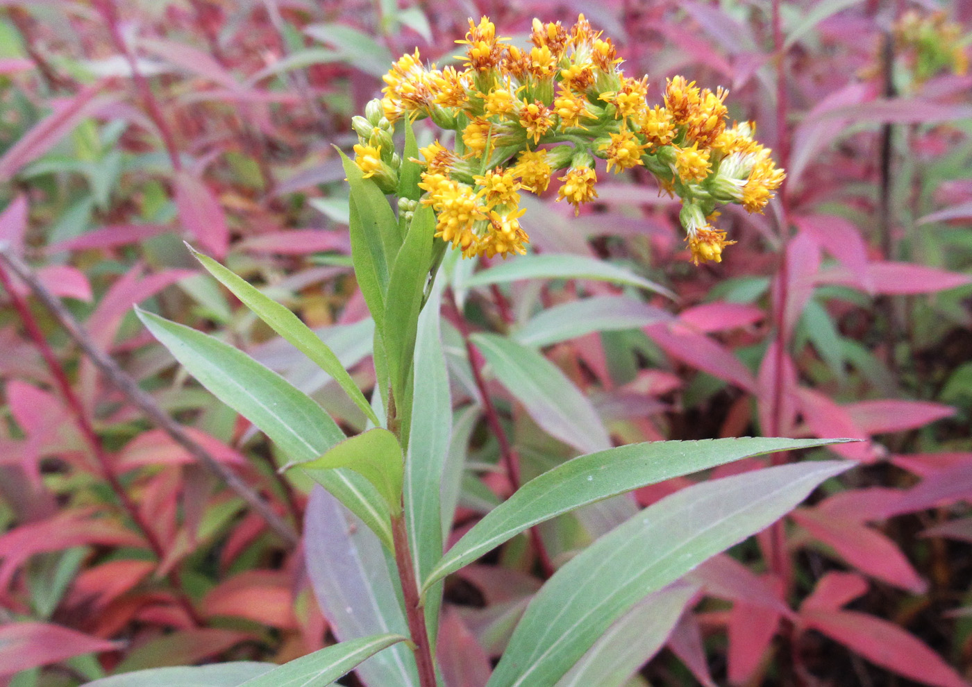 Image of Solidago canadensis specimen.