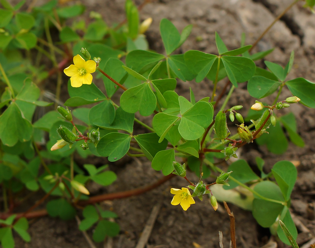 Image of Oxalis stricta specimen.