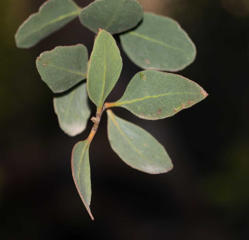 Изображение особи Eucalyptus platypus.