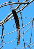 Gleditsia triacanthos. Зрелый плод. Испания, автономное сообщество Мадрид, г. Сан-Лоренсо-де-Эль-Эскориал. Январь.