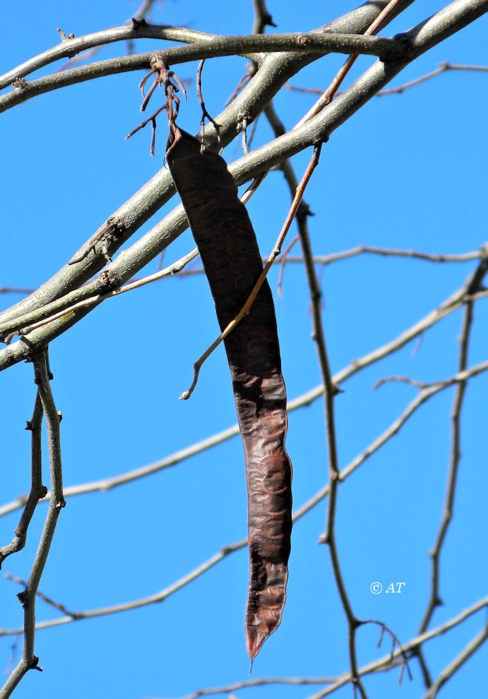 Изображение особи Gleditsia triacanthos.