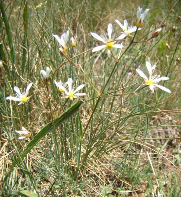 Изображение особи Eremogone gypsophiloides.