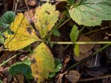 Geum urbanum. Лист в осенней окраске. Московская обл., Дмитровский р-н, окр. пос. Вербилки, смешанный лес (с преобладанием берёзы, осины и ели). 06.10.2020.