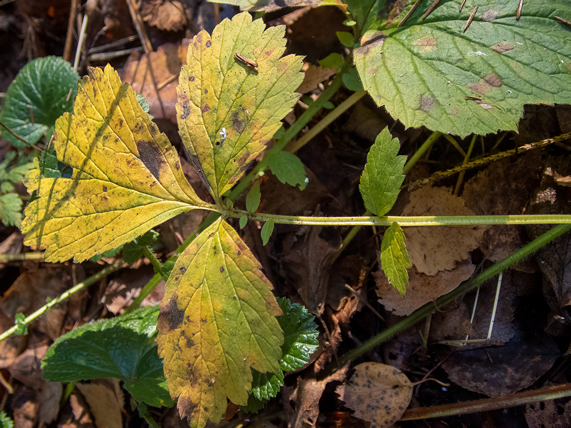 Изображение особи Geum urbanum.