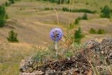 Echinops crispus. Цветущее растение. Башкирия, Учалинский р-н, хребет Нурали, ≈ 700 м н.у.м., на скале. 22.07.2020.