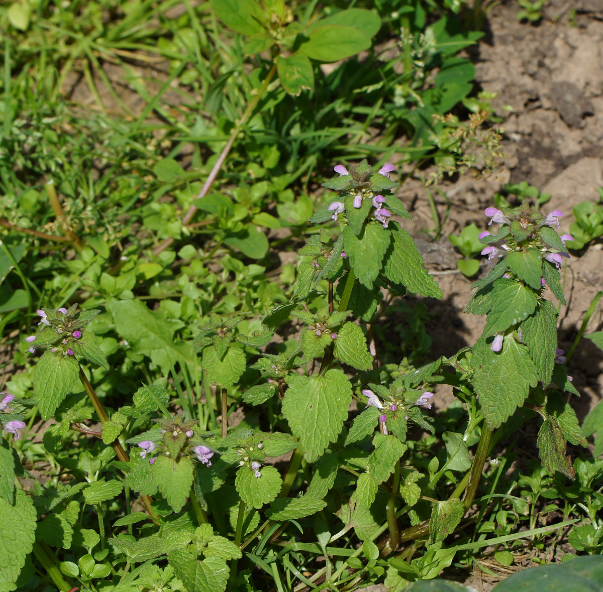 Изображение особи Lamium purpureum.