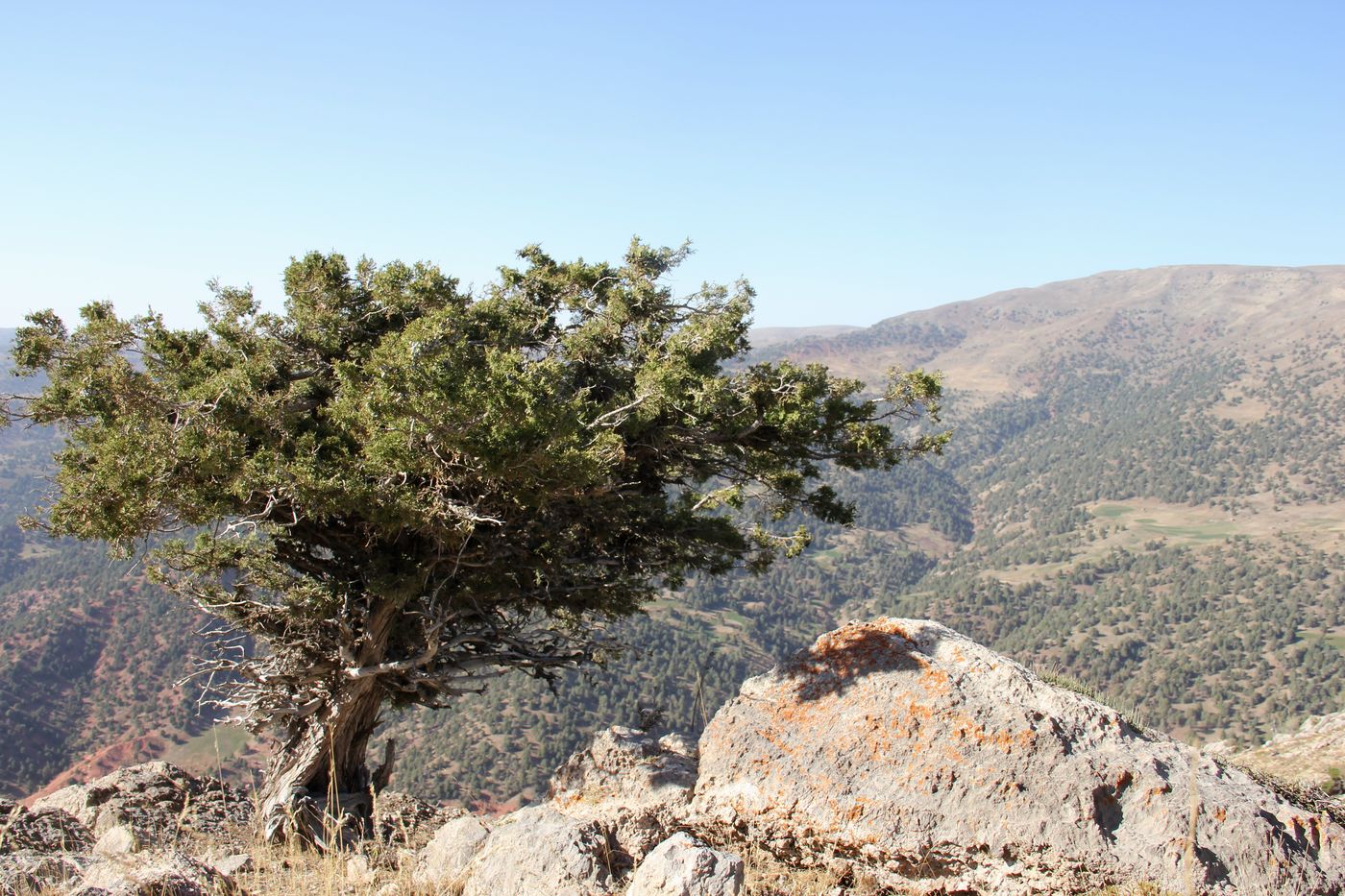 Image of Juniperus seravschanica specimen.
