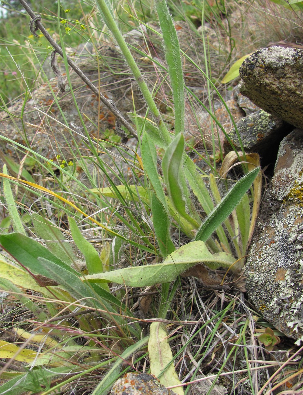 Изображение особи Pilosella echioides.