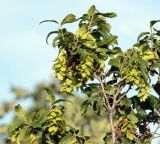 Carpinus orientalis. Верхушка плодоносящего растения. Краснодарский край, МО г. Анапа, окр. с. Сукко, Черноморское побережье Кавказа, п-ов Абрау, Муркин перевал. 10.06.2019.