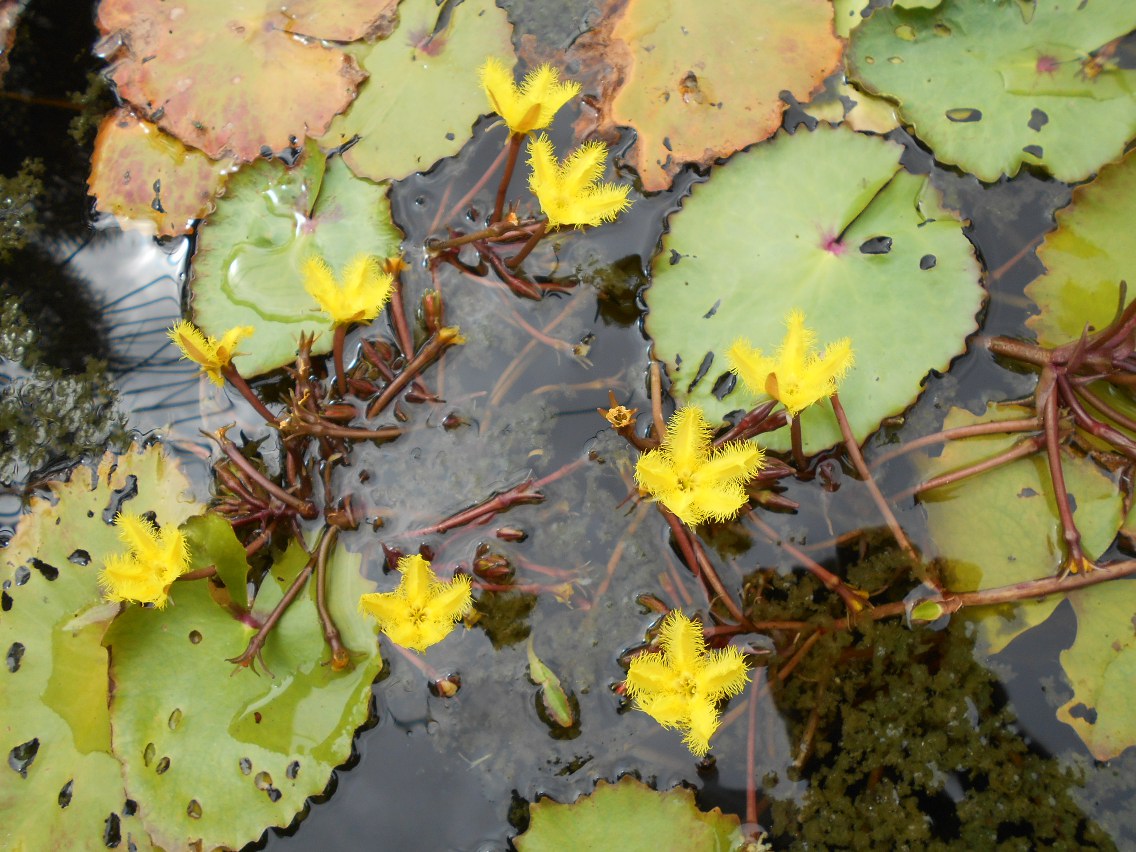 Image of Nymphoides geminata specimen.