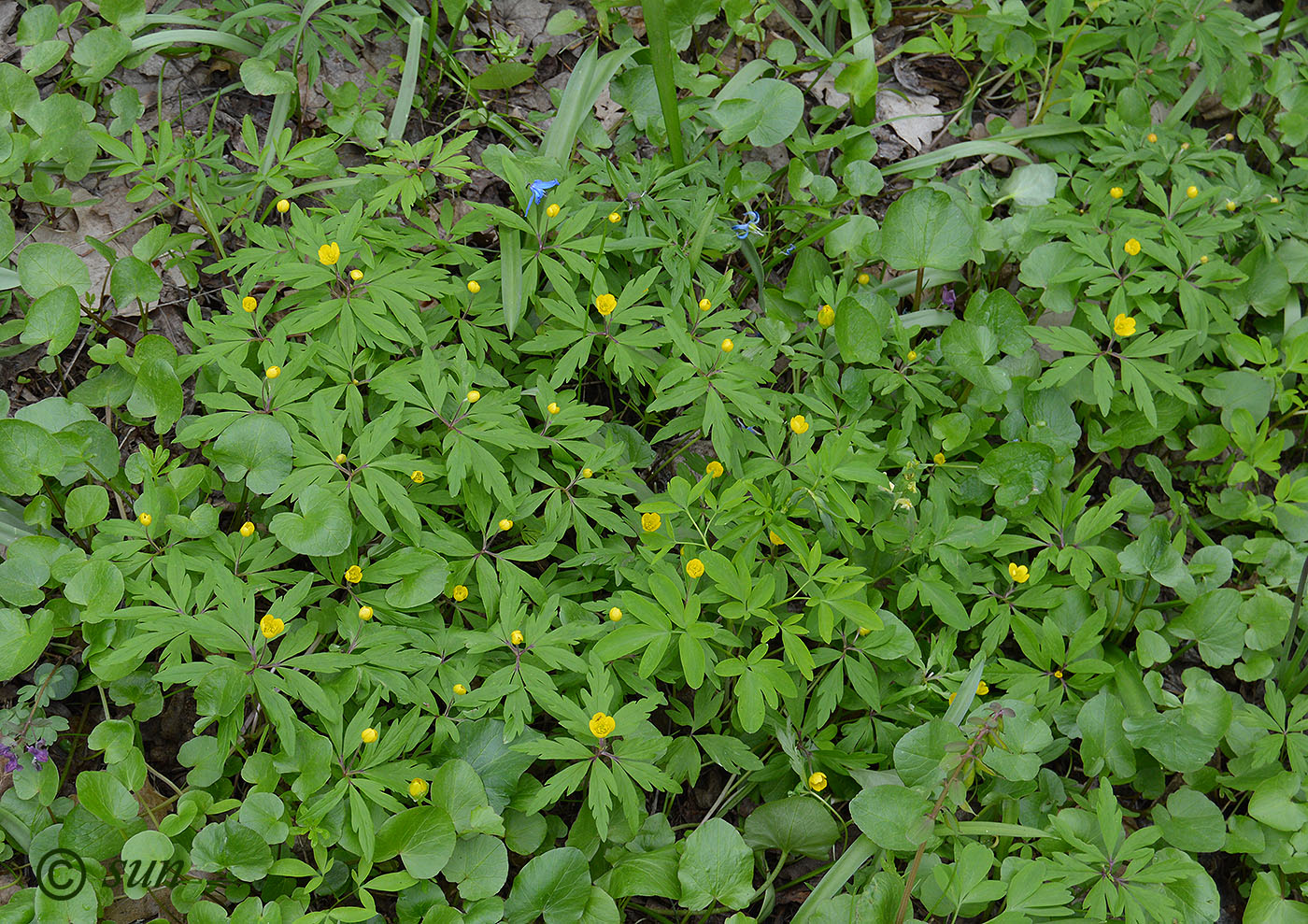 Изображение особи Anemone ranunculoides.