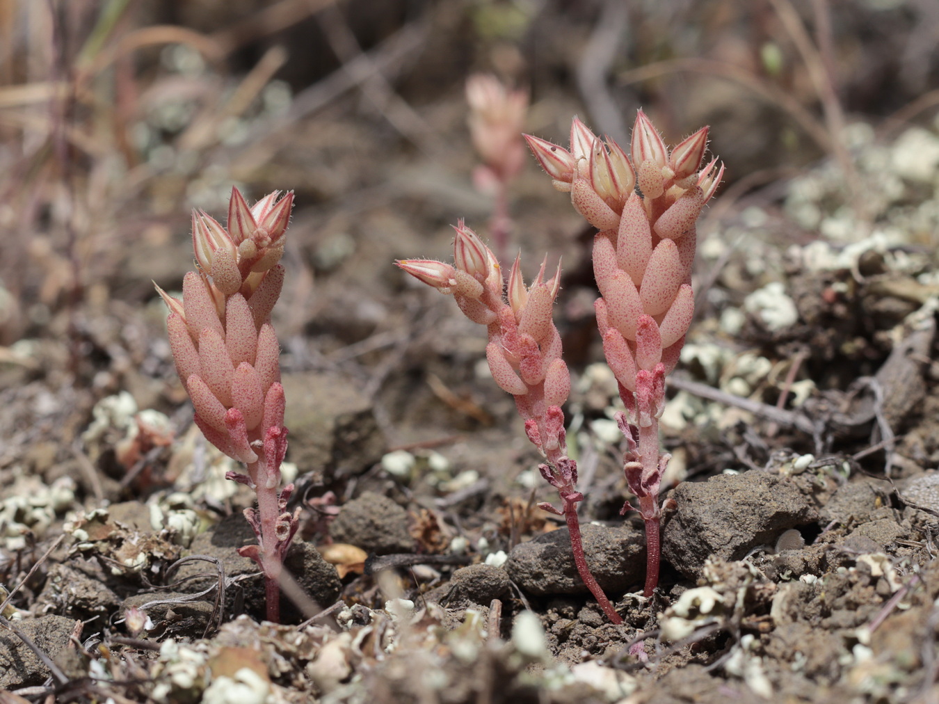 Image of Sedum rubens specimen.