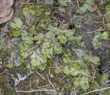 Marchantia polymorpha. Мужское слоевище с формирующимися подставками. Пермский край, Лысьвенский р-н, долина р. Чусовая, низовье р. Гаревая, щебнистый берег. 05.05.2021.