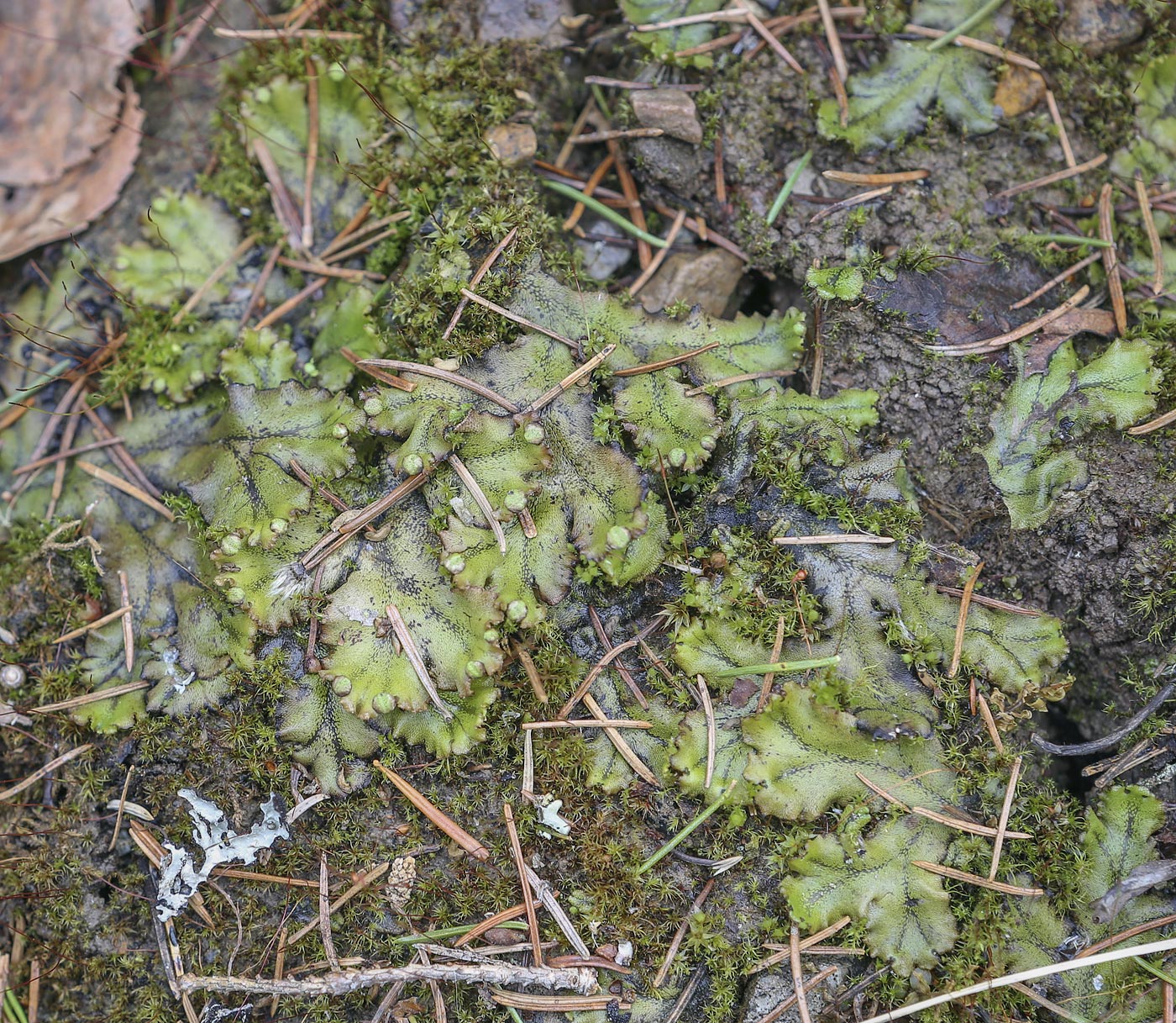 Image of Marchantia polymorpha specimen.