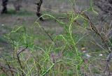 genus Asparagus. Верхушки побегов с бутонами. Астраханская обл., Лиманский р-н, окр. пос. Басинск, берег ильменя, прибрежные заросли кустарников. 23.04.2021.