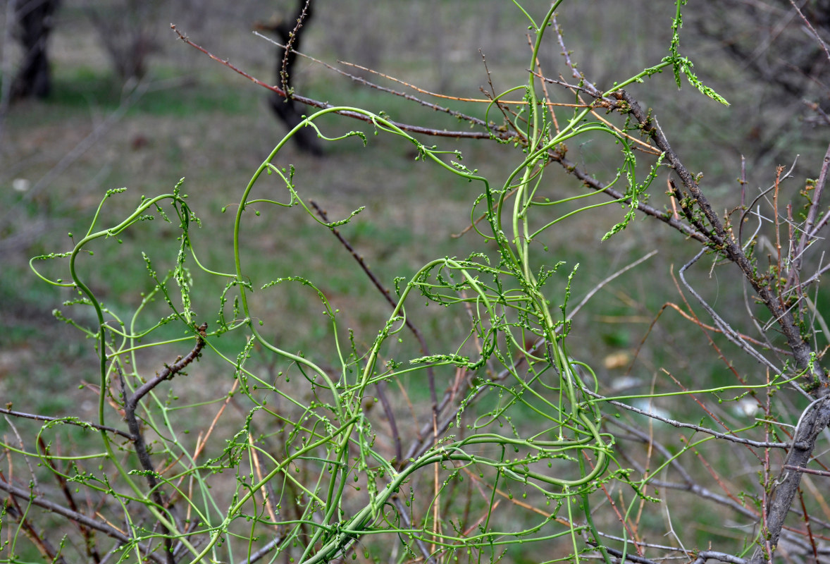 Изображение особи род Asparagus.