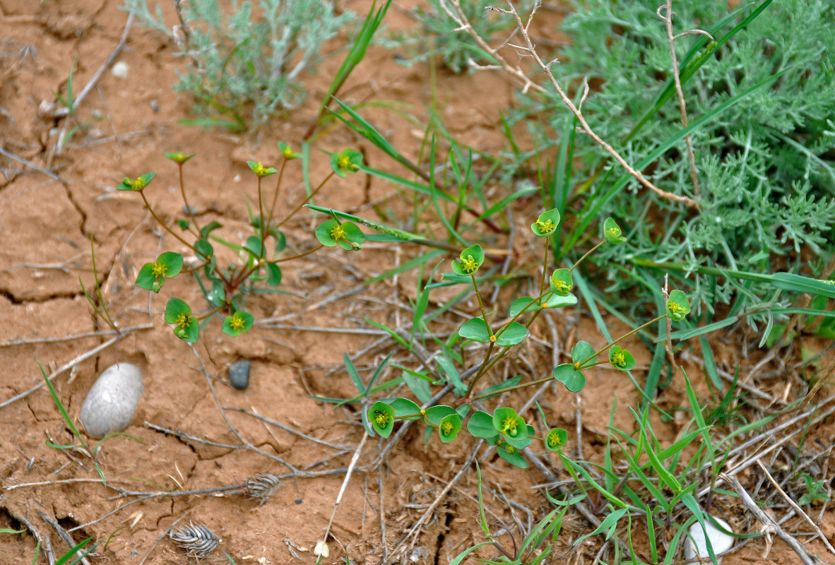 Image of Euphorbia praecox specimen.