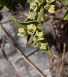 Sideritis pullulans