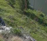 Artemisia campestris. Растение в начале цветения с высохшими плодоносящими побегами прошлого года. Пермский край, Кунгурский р-н, ур. Подкаменная гора, вершина скального выступа. 26.06.2021.