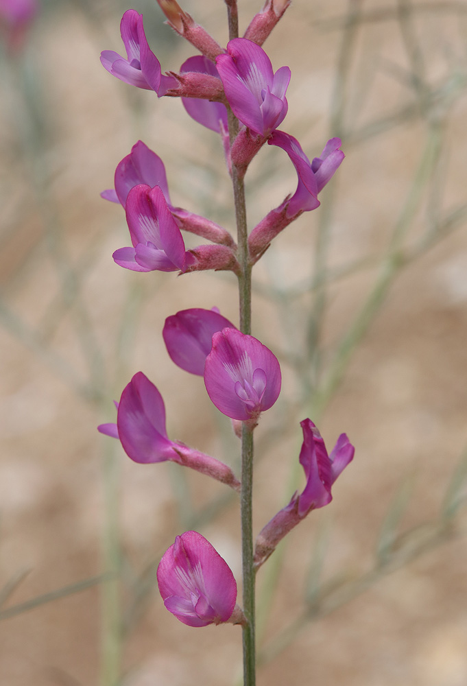 Image of Astragalus barbidens specimen.