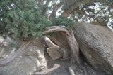 Juniperus polycarpos